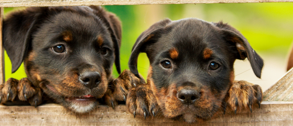 This image shows two Rottweiler puppies looking through a fence. Alt text should be detailed and complete